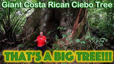 The Giant Ceibo Tree of Costa Rica