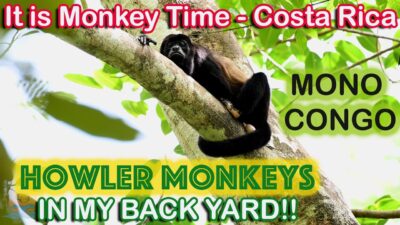 There are Howler Monkeys in My Back Yard!