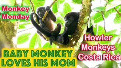Baby Monkey loves his mother- Uvita Costa Rica
