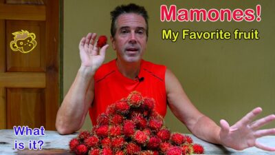 Mamones aka Rambutan aka Mamon aka mamon chino- in Costa Rica – My favorite Fruit