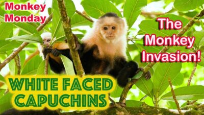 White Faced Capuchins in Uvita Costa Rica , up close
