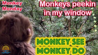 There are Monkeys peekin in my window- Uvita Costa Rica