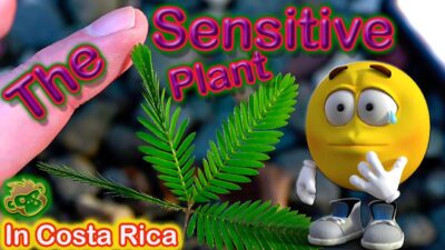 The Sensitive plant (Mimosa pudica)aka Dormilona- wild in Costa Rica
