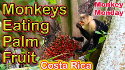 White Face Capuchin Monkeys eating Palm Fruit- Costa Rica- Monkey Monday