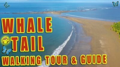 The whale tail Parque Nacional Marino Ballena walking tour