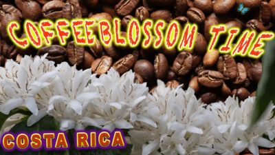 Coffee Blossom Time in Costa Rica- Cafe Don Emilio