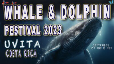 Uvita Whale & Dolphin Festival XIII 2023 Uvita Costa Rica