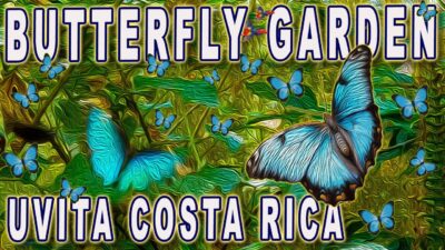 Uvita Butterfly Garden- Blue Morpho Butterflies in slow motion – Costa Rica