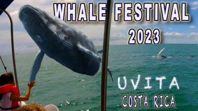 Uvita Whale Festival 2023- Parade, activities, whale watching