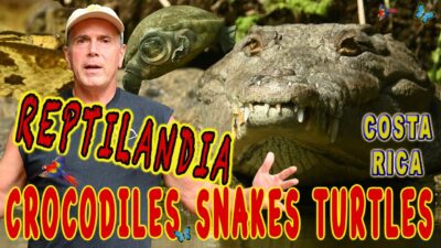 Crocodiles Snakes & Turtles at Reptailandia wildlife park Costa Rica